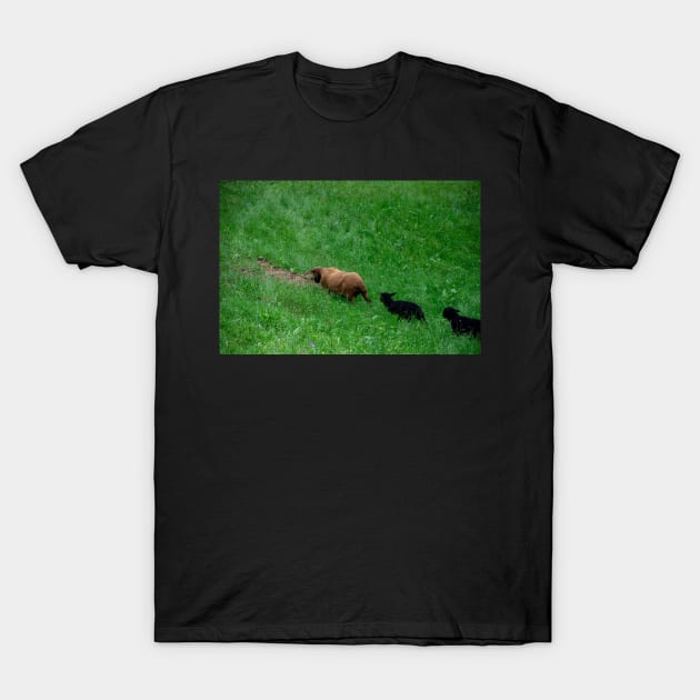 Sheep 2 T-Shirt by photosbyalexis